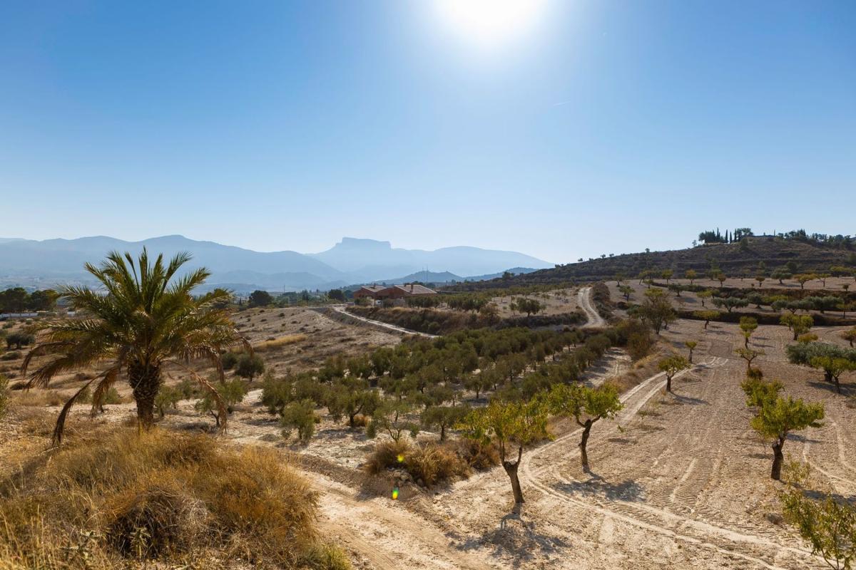 Sprzedaż działki rolnej w  Finca rústica en Diseminados, Camara, 33, San Crispín - Huerta Nueva - Estación, Elda , Elda photo 5