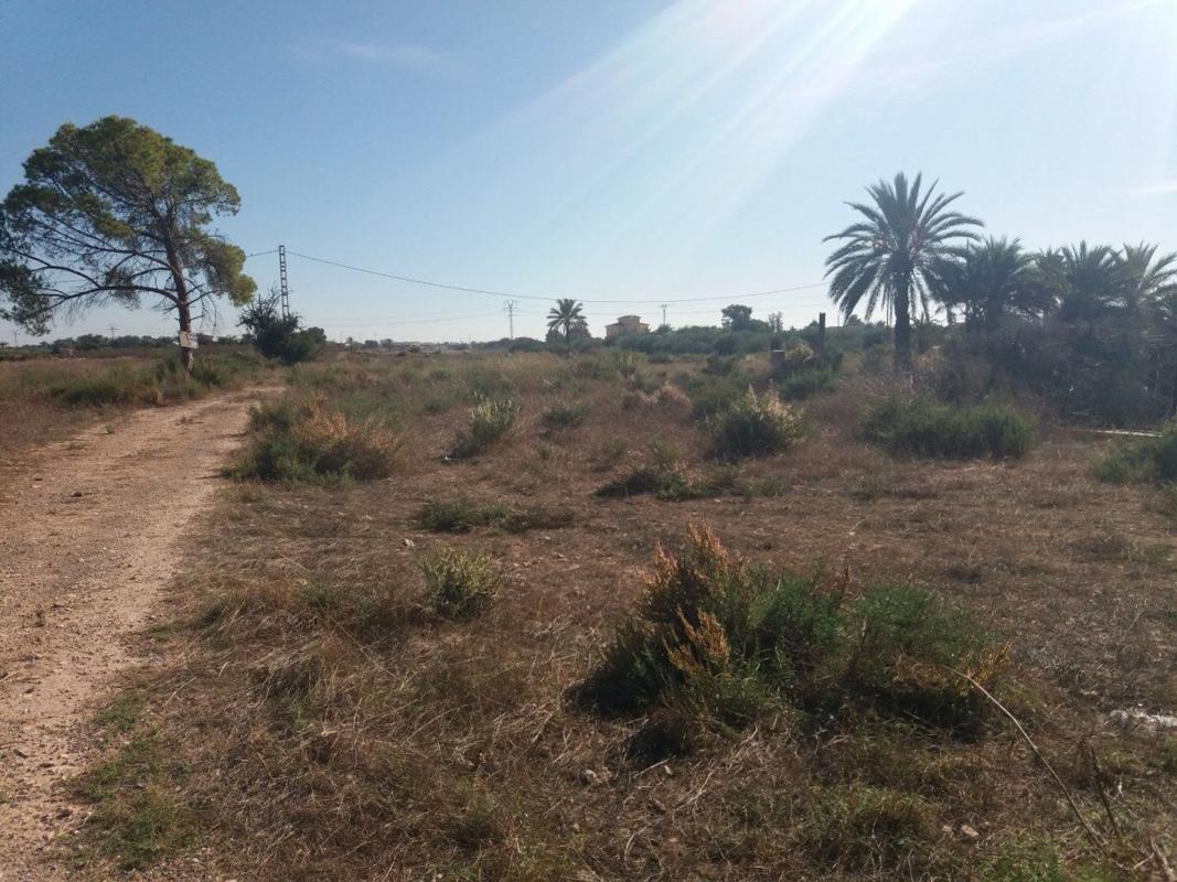 Sprzedaż działki rolnej w Finca rústica en Algoda-Matola-Llano de San José, Elche / Elx , Elche / Elx photo 5
