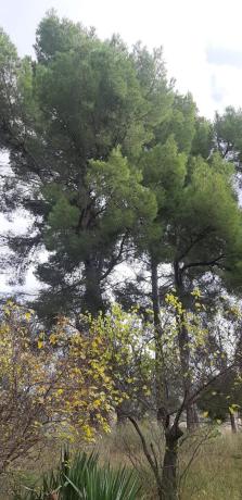 Masía en Rambla Alta, 59, Centro - Zona Alta, Alcoy / Alcoi photo 4