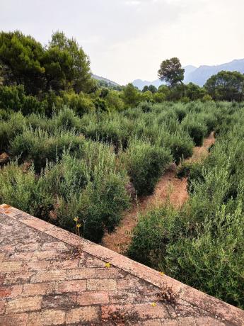Terreno en Calle carretera s/n, Vall de Gallinera thumbnail 3