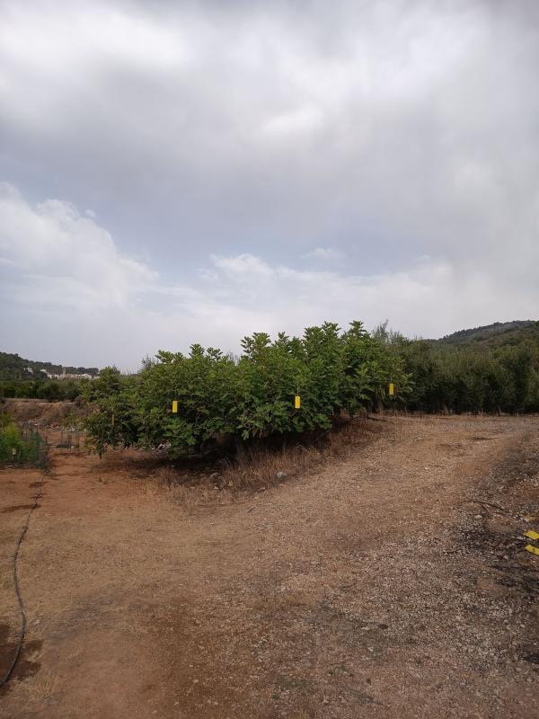 Działka na sprzedaż w Val de Gallinera, Alicante photo 5