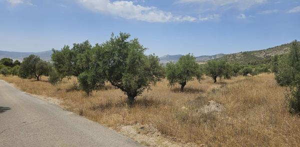 Terreno en Camino de Carascalet, Onil photo 1