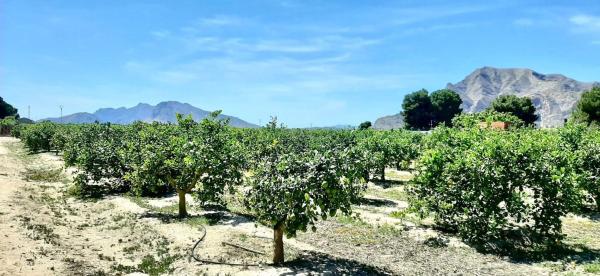 Terreno en Molins-Campaneta-San Bartolomé, Orihuela photo 1