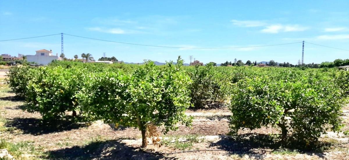 Terreno en venta en Orihuela, Alicante photo 3