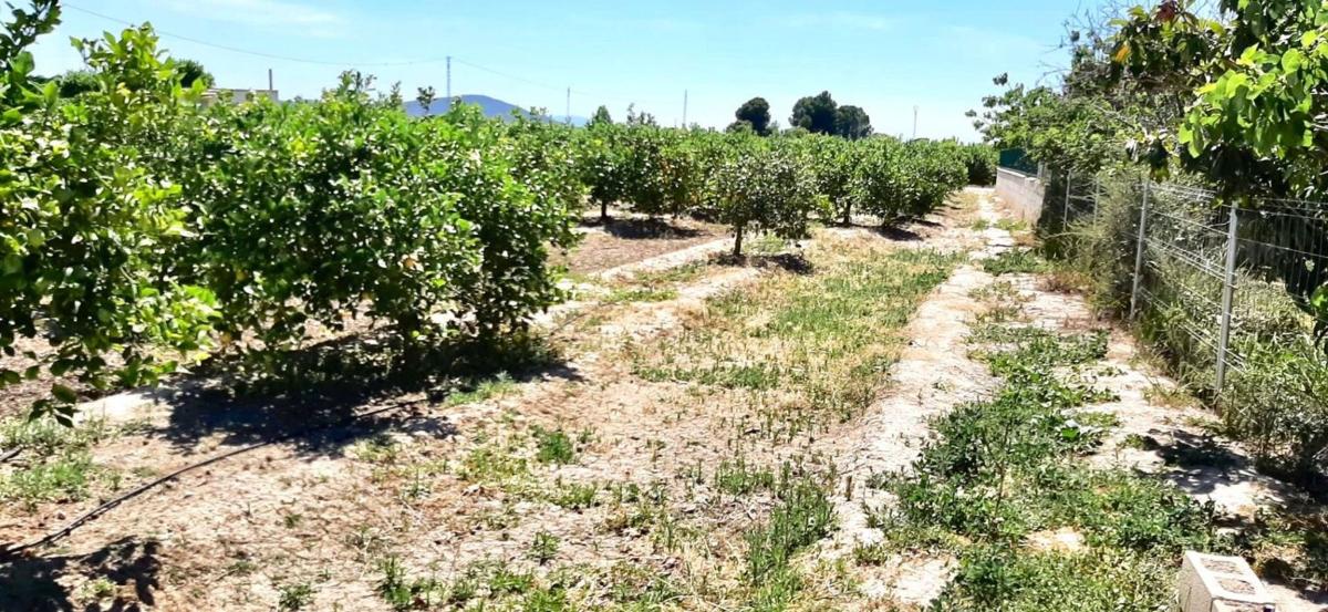 Terreno en venta en Orihuela, Alicante photo 5