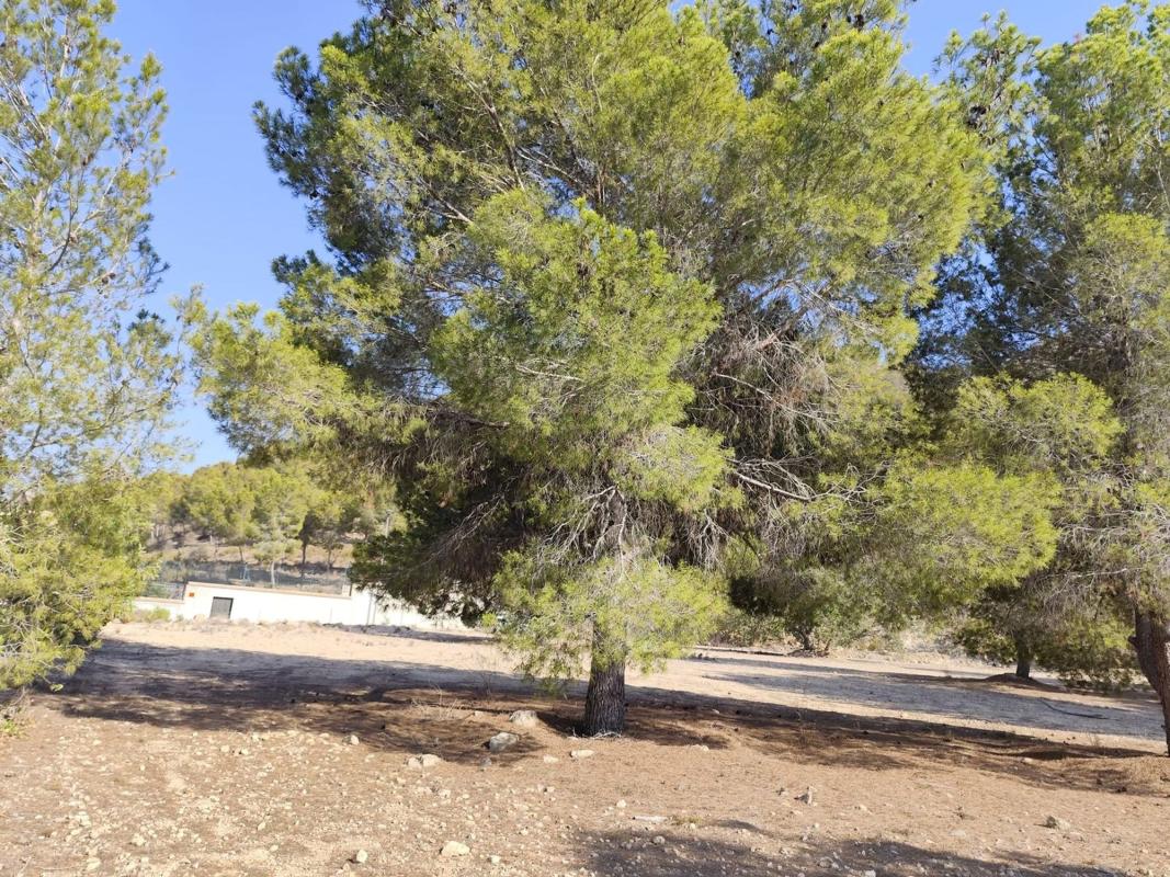 Działka na sprzedaż w Orihuela, Alicante photo 5