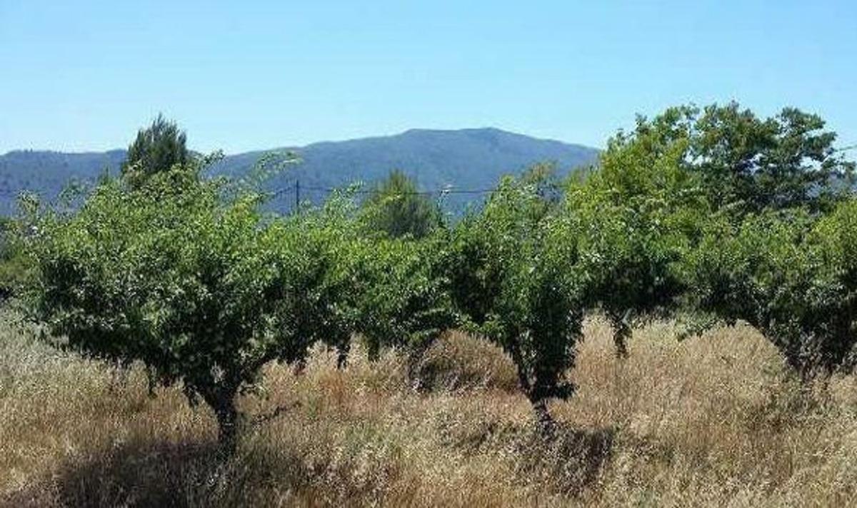 Land for sale in L'Lorcha/Orxa, Alicante photo 4