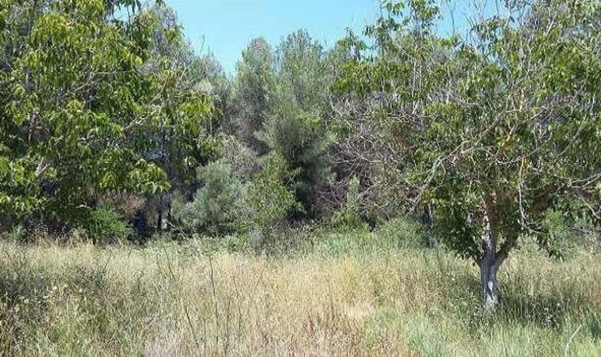 Land for sale in L'Lorcha/Orxa, Alicante photo 5