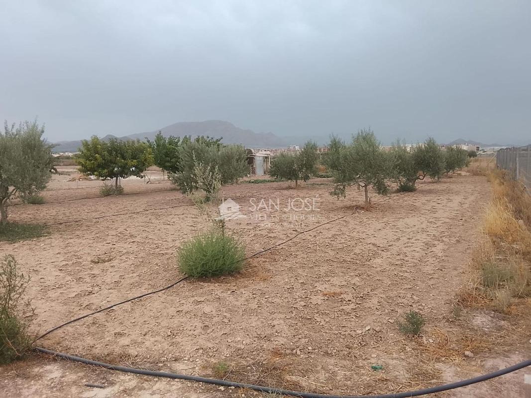 Terreno en venta en Monforte del Cid, Alicante photo 4