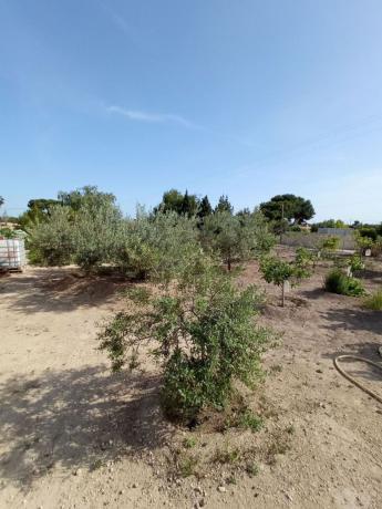 Terreno en Partida Marseta, La Huerta, Mutxamel thumbnail 3