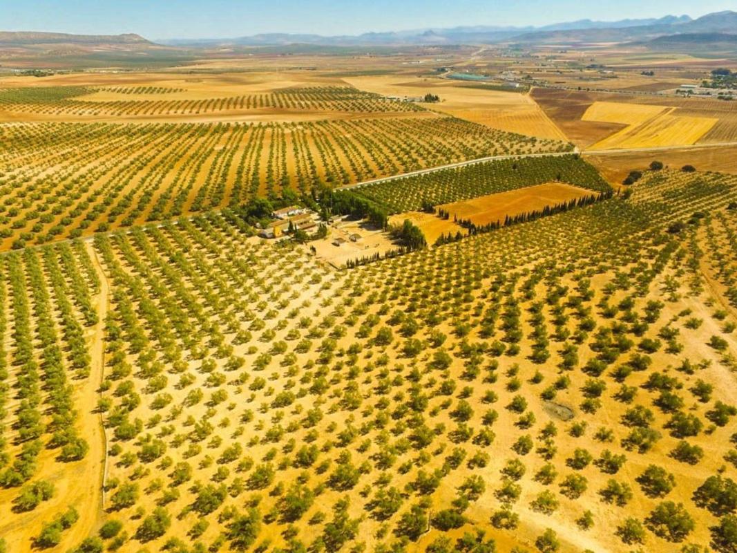 Продажа загородного участка в Finca rústica en Zona de la Vega, Antequera , Антекера photo 5