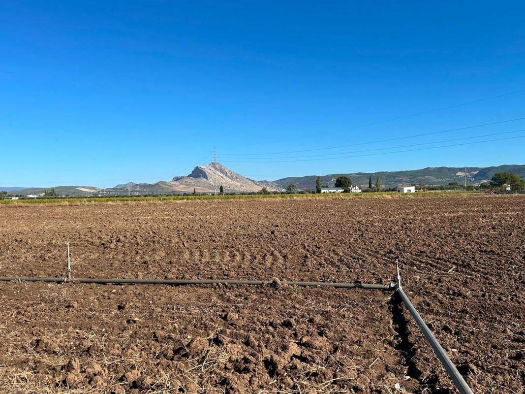 Venta de finca rústica en Finca rústica en Zona de la Vega, Antequera , Antequera photo 3
