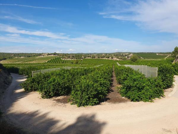 Terreno en Desamparados-Hurchillo-Torremendo, Orihuela thumbnail 2
