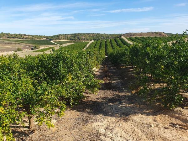Terreno en Desamparados-Hurchillo-Torremendo, Orihuela photo 4