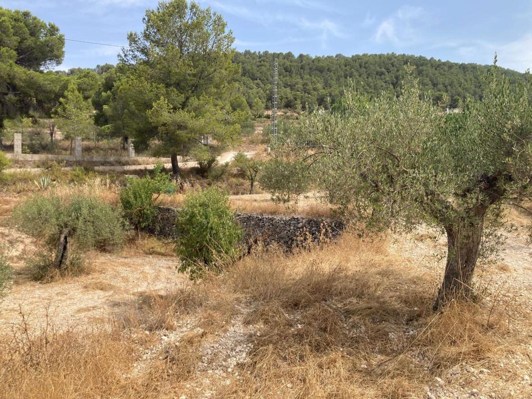 Terreno en venta en Castalla, Alicante photo 5