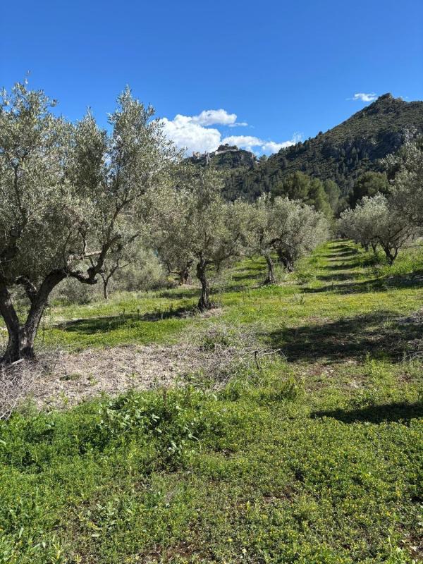 Działka na sprzedaż w Beniarda, Alicante photo 4