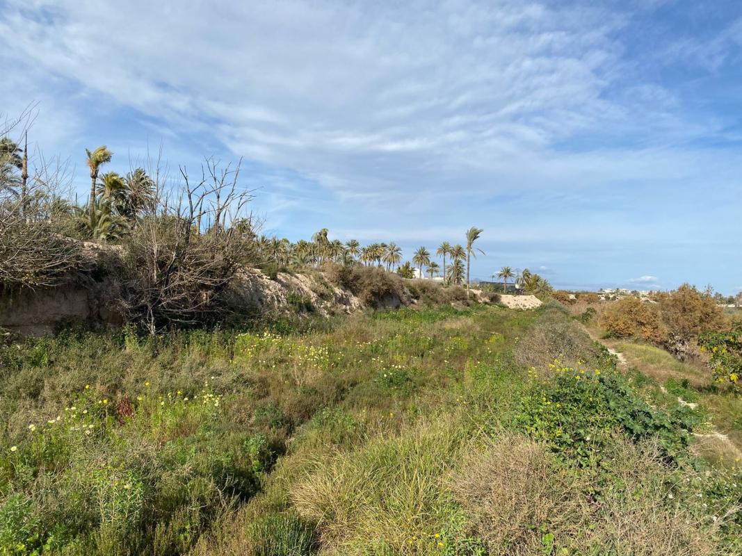 Land for sale in Elche / Elx, Alicante photo 2