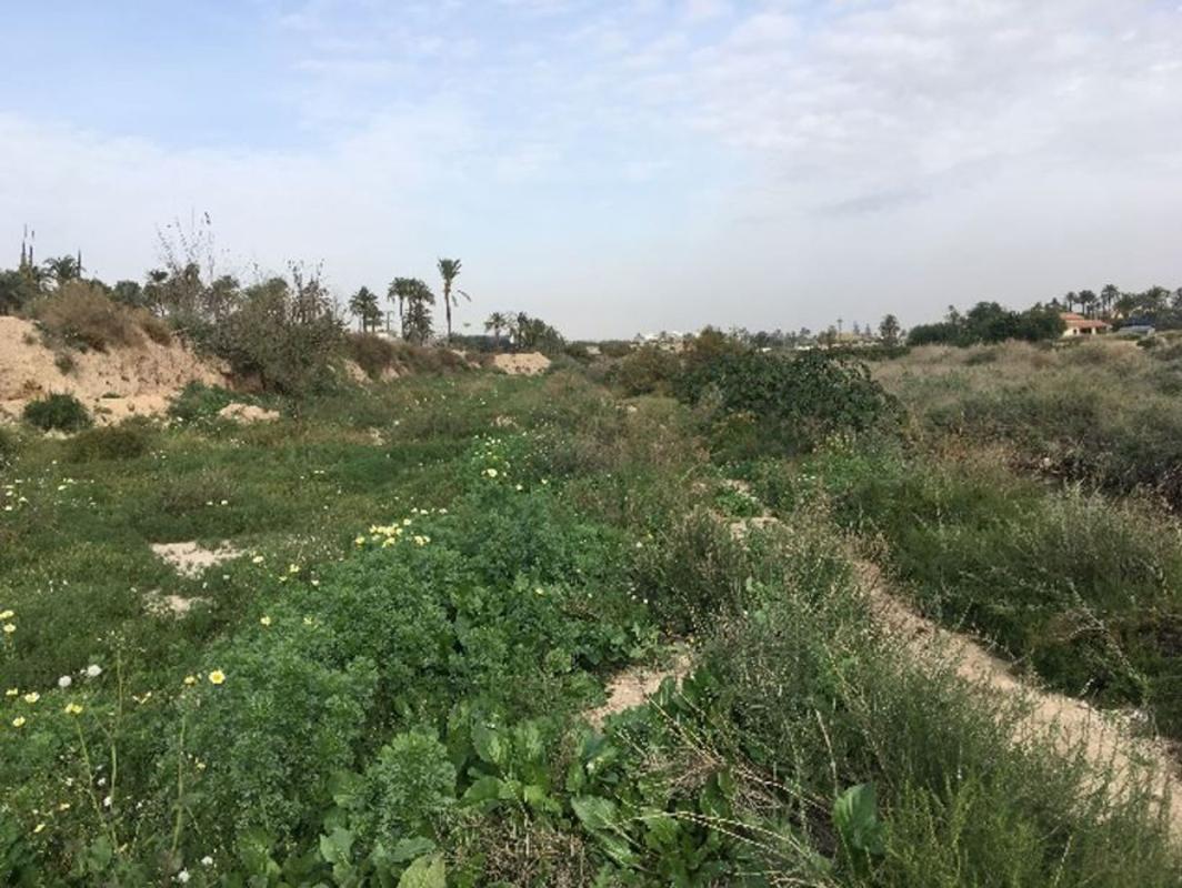 Land for sale in Elche / Elx, Alicante photo 5