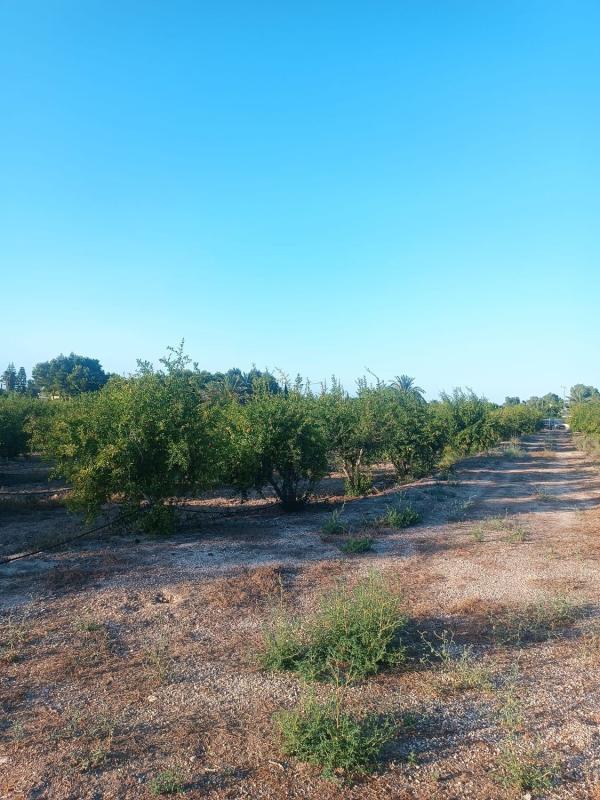 Terreno en venta en Elche / Elx, Alicante photo 2
