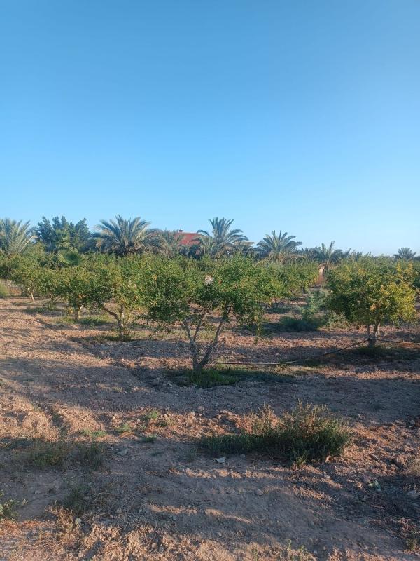 Terreno en venta en Elche / Elx, Alicante photo 4