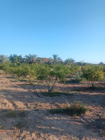 Terreno en daimes polígono 56 parcela 404 s/n, Carrús, Elche / Elx photo 4