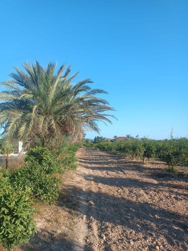 Terreno en venta en Elche / Elx, Alicante photo 5
