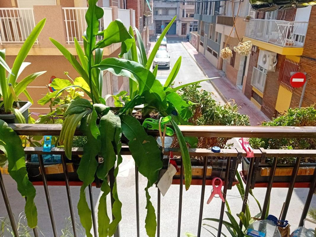 Venta de piso en Piso en la paz, 26, Guardamar Playa, Guardamar del Segura, Guardamar del Segura
photo 1