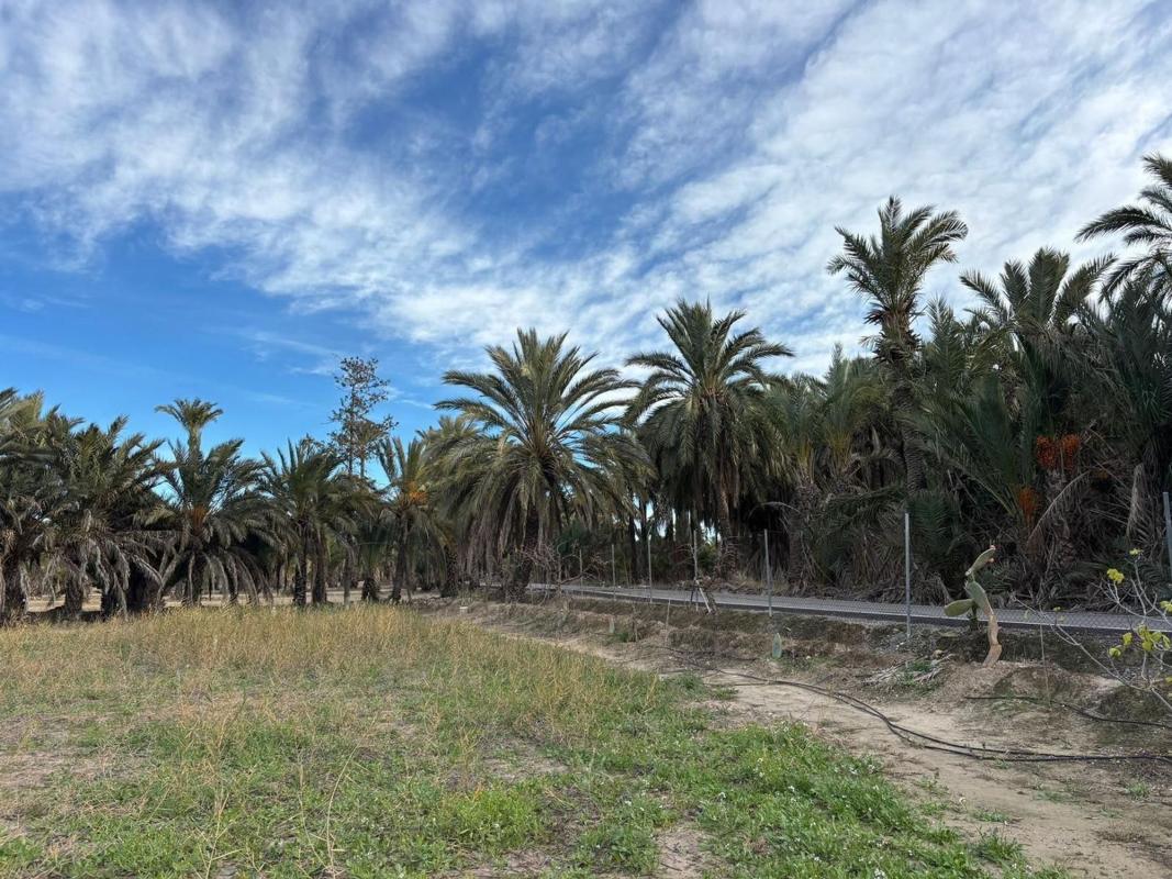 Sprzedaż działki rolnej w  Finca rústica en Algoda-Matola-Llano de San José, Elche / Elx , Elche / Elx photo 4