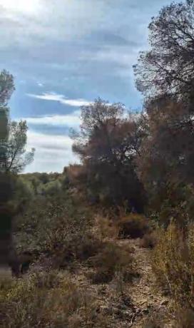 Terreno en Calle Comunidad Castellano-Leonesa, 4, Zona Pueblo, Pilar de la Horadada thumbnail 1