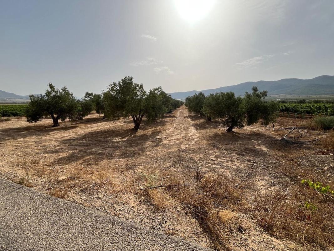 Продажа загородного участка в Finca rústica en Salinas , Салинас photo 2