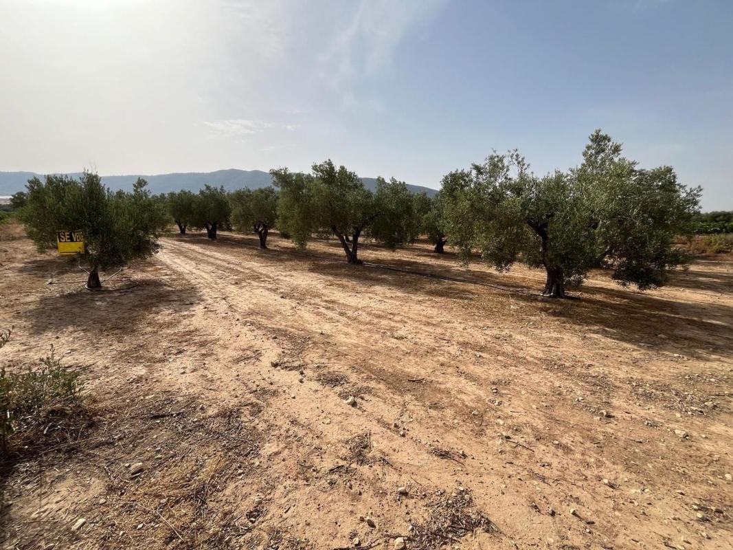 Продажа загородного участка в Finca rústica en Salinas , Салинас photo 3