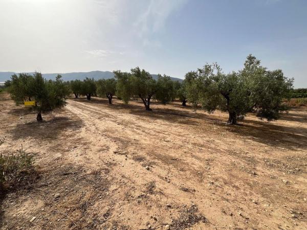 Finca rustykalna na sprzedaż w Finca rústica en Salinas , Salinas thumbnail 3