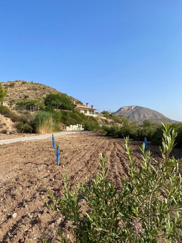 Sale of rural property in Finca rústica en Paraje Cucuch s/n, Novelda , Novelda photo 5