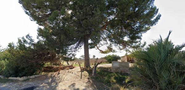 Finca rustykalna na sprzedaż w  Finca rústica en Partida Matola s/n, Algoda-Matola-Llano de San José, Elche / Elx , Elche / Elx photo 1