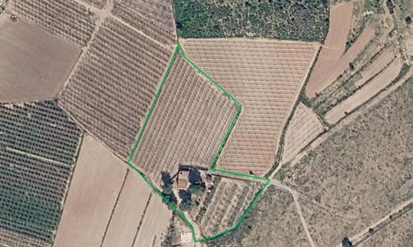 Finca rustykalna na sprzedaż w  Finca rústica en Alto Partida Valverde, Valverde, Elche / Elx , Elche / Elx photo 2