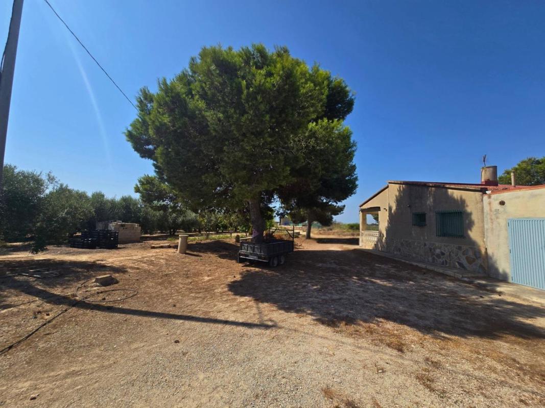 Venta de finca rústica en  Finca rústica en Alto Partida Valverde, Valverde, Elche / Elx , Elche / Elx photo 5