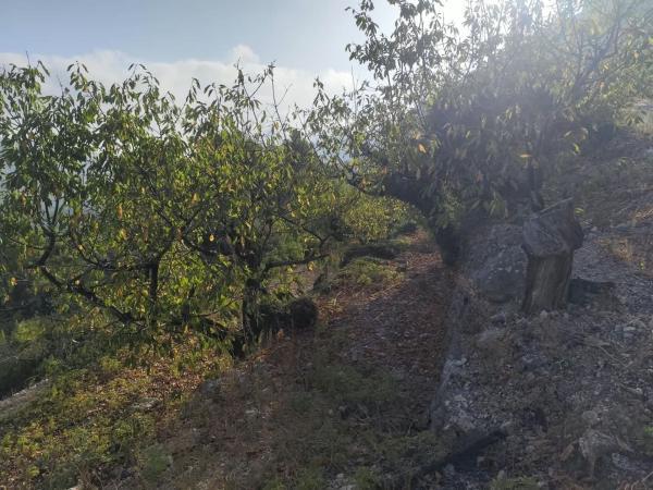 Terreno en La Heretat, 673, Vall de Gallinera thumbnail 1