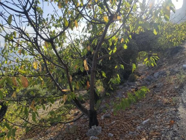 Terreno en La Heretat, 673, Vall de Gallinera thumbnail 2