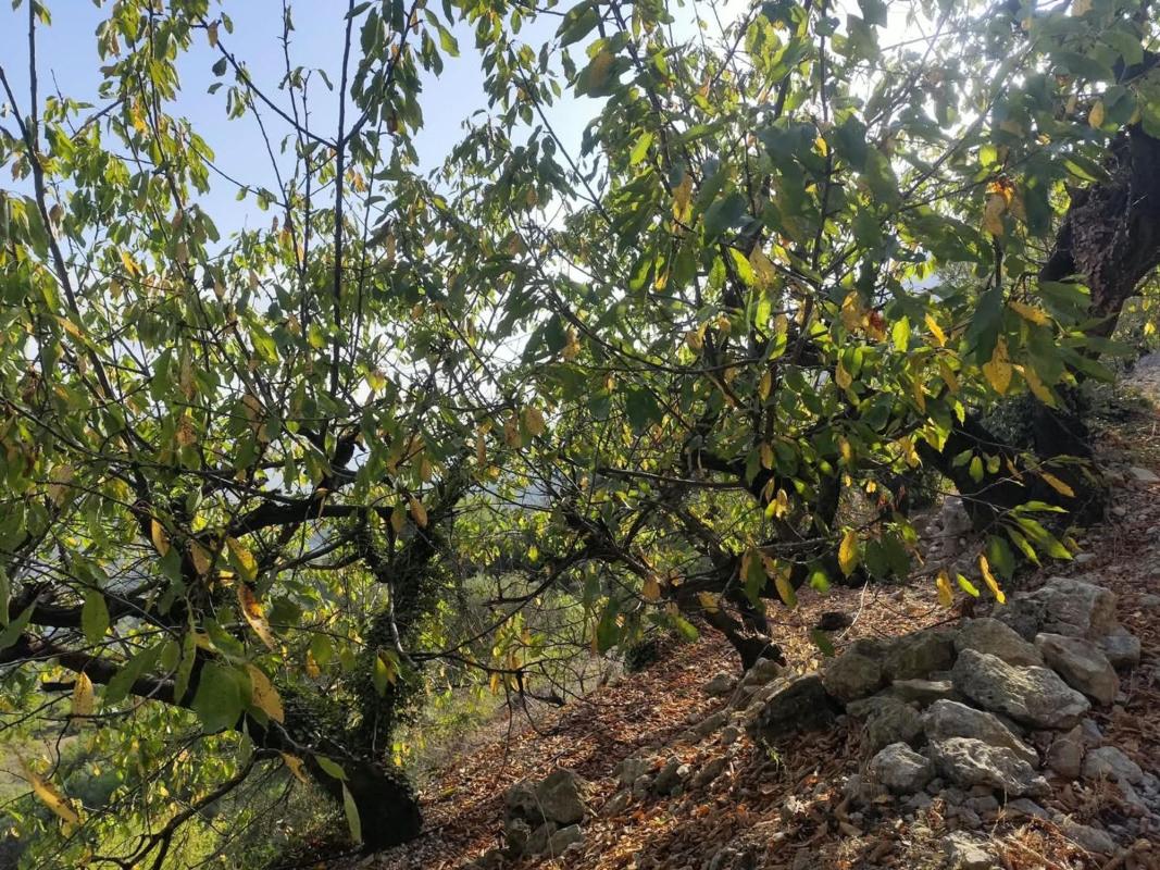 Działka na sprzedaż w Val de Gallinera, Alicante photo 5