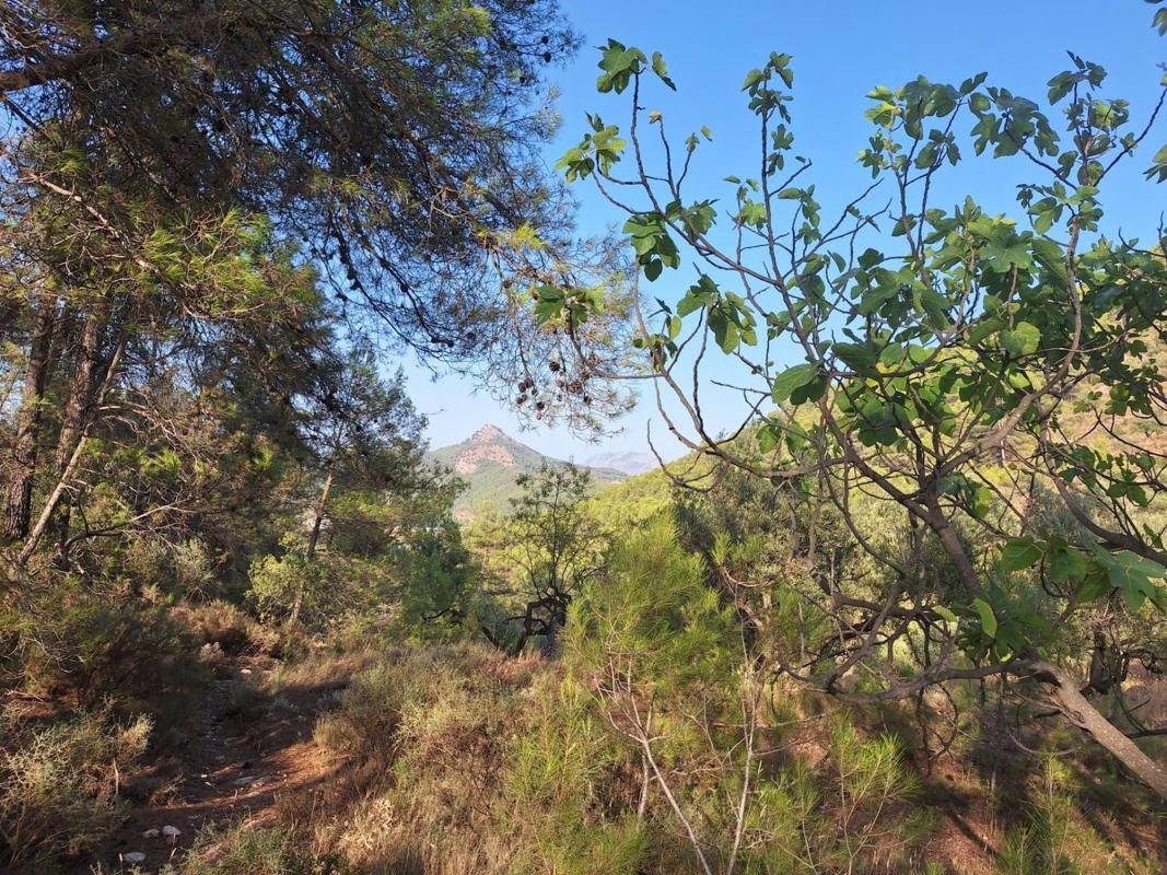 Продажа загородного участка в Finca rústica en Partida Sentbenet Baix, Centro - Zona Alta, Alcoy / Alcoi , Алкой photo 5