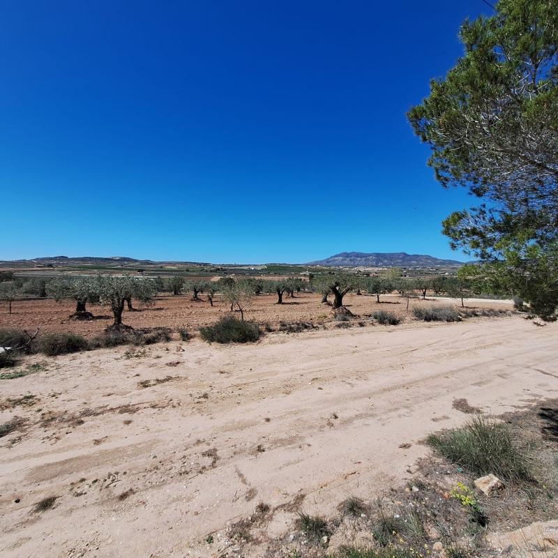 Terreno en venta en Pinoso, Alicante photo 5