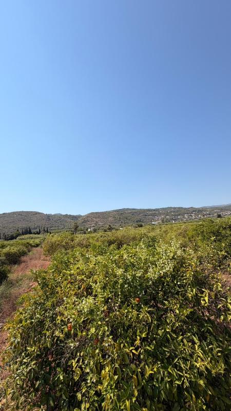 Land for sale in Benidoleig, Alicante photo 5