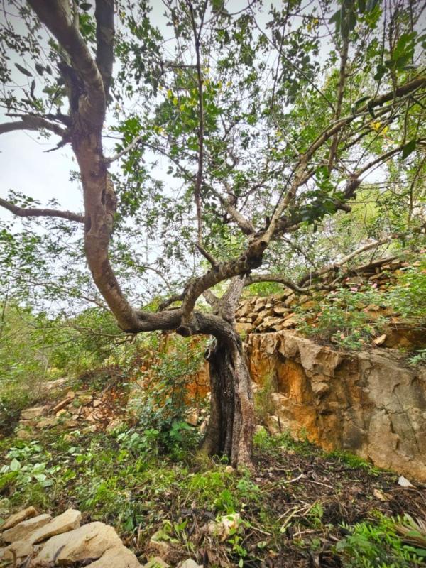 Land for sale in Denia, Alicante photo 2