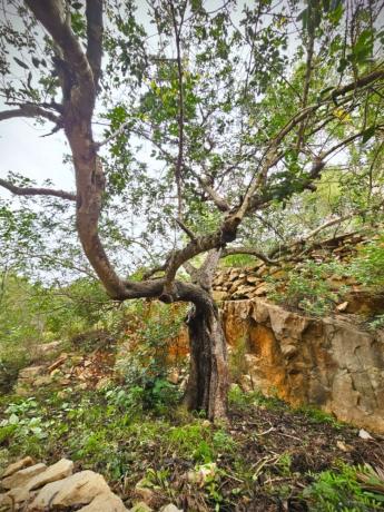 Terreno en Camino Corral de Calafat, El Montgó, Denia photo 2