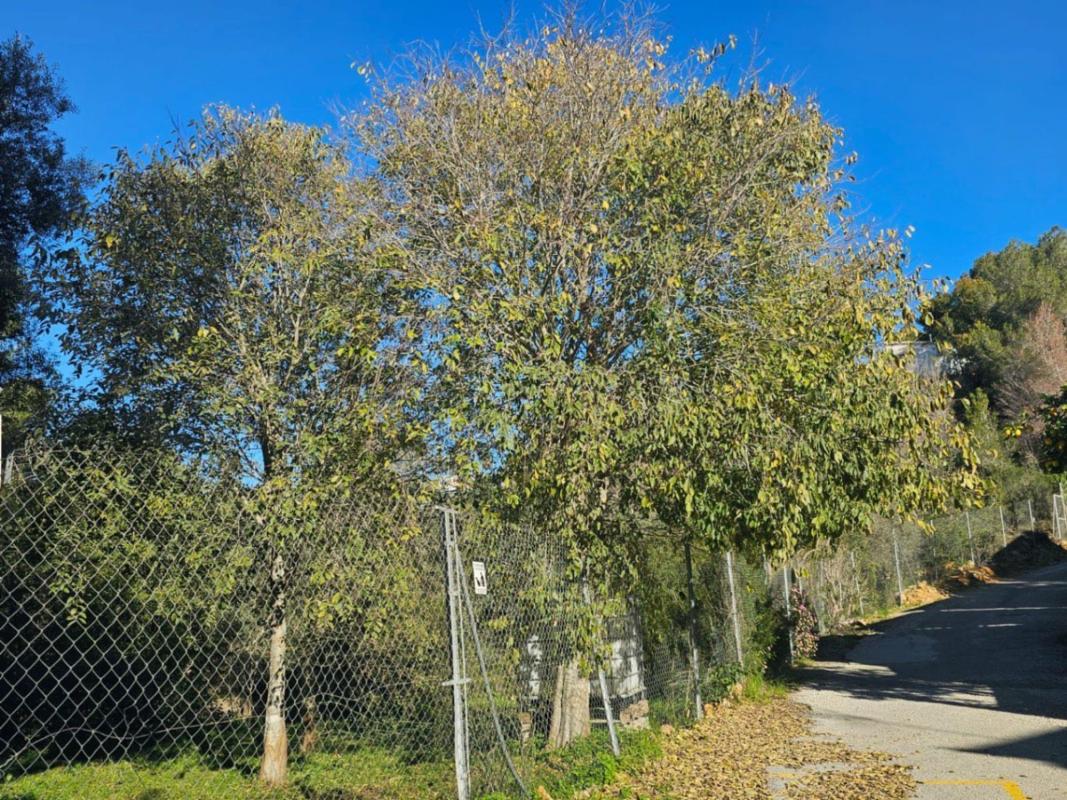 Land for sale in Denia, Alicante photo 5