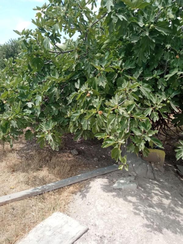 Участок земли на продажу в Мутхамель, Аликанте photo 4