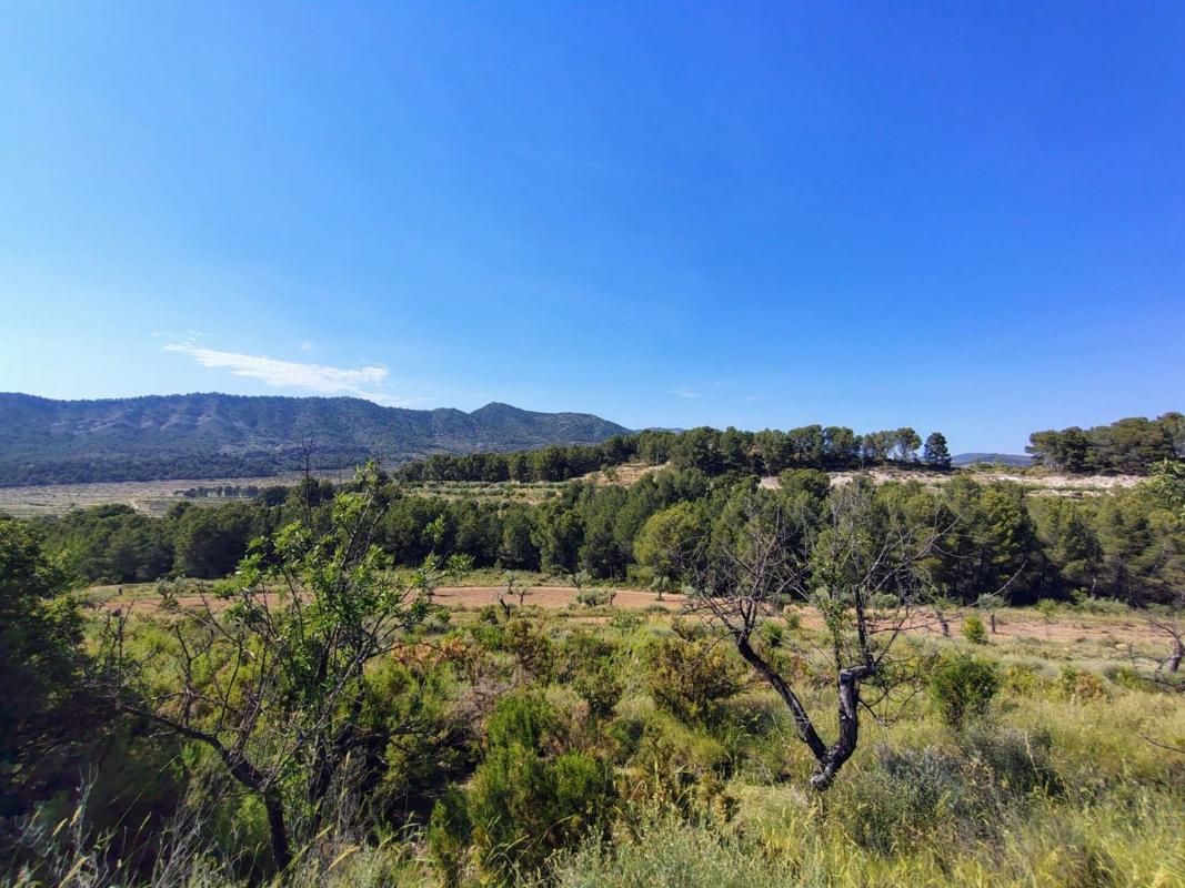 Terreno en venta en Torremanzanas, Alicante photo 2