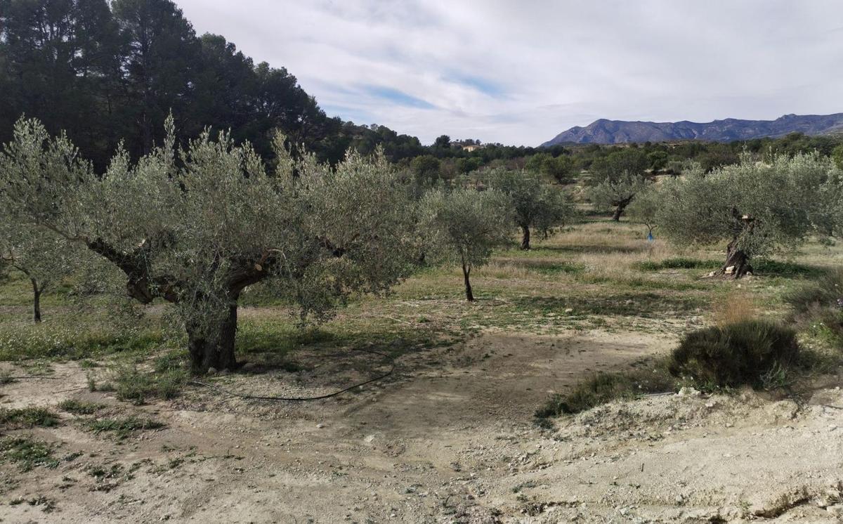 Sale of rural property in Finca rústica en Relleu , Relleu photo 1