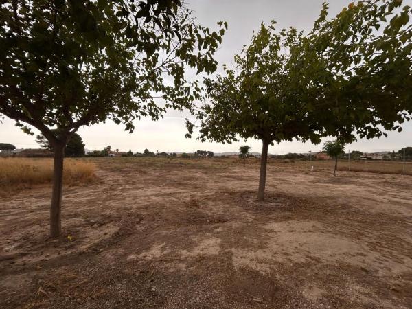 Rustic farm for sale in  Finca rústica en Partida, Novelda , Novelda photo 3