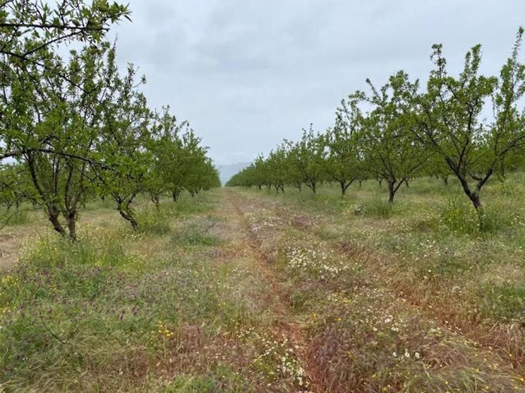 Terreno en venta en Villena, Alicante photo 2